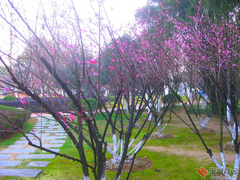 A迎春红梅3.jpg