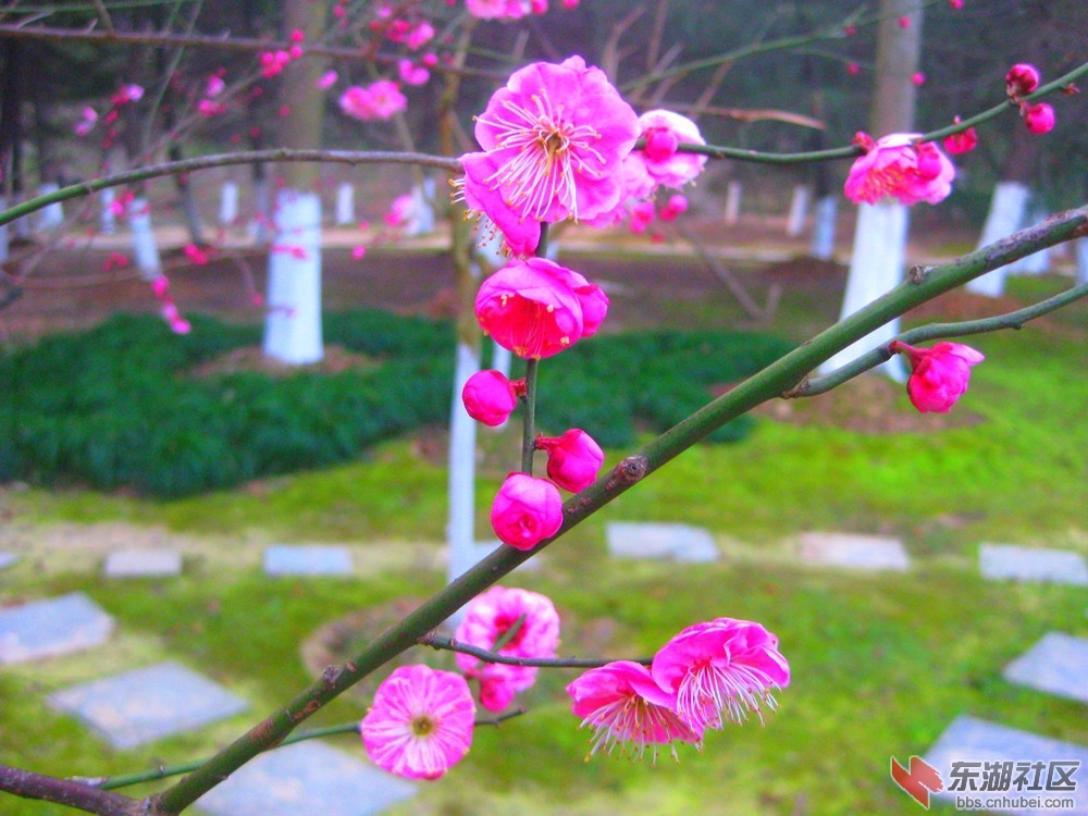 A迎春红梅4.jpg