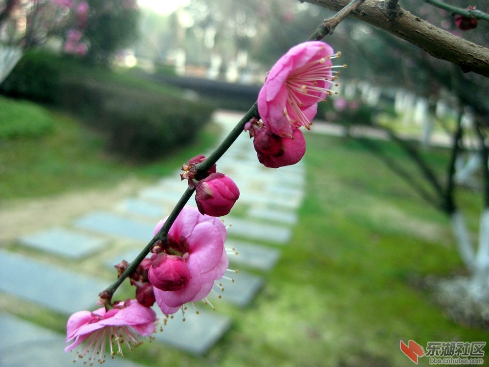 A迎春红梅5.jpg