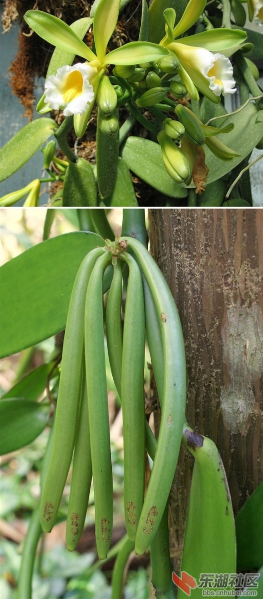香草1.jpg