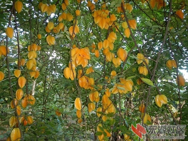 杨桃.jpg