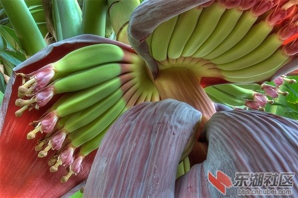 香蕉.jpg
