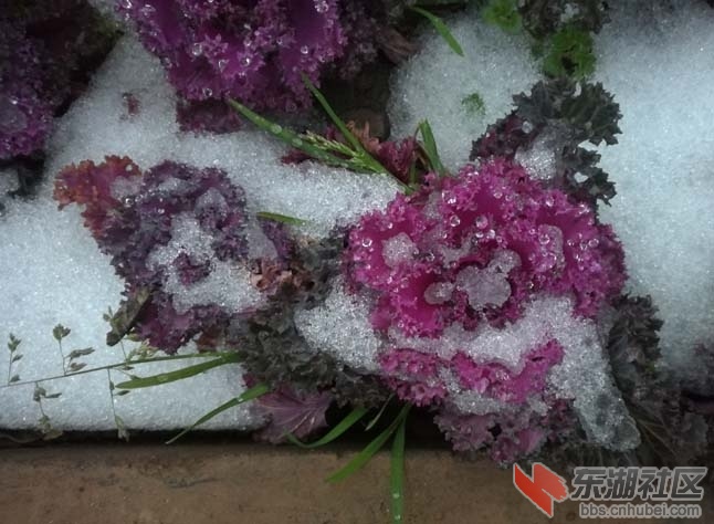 卧雪.jpg