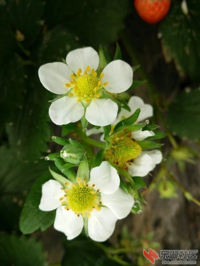 草莓花2.jpg
