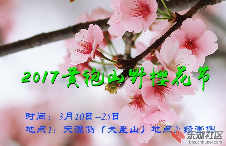 黄袍山野生樱花节.jpg