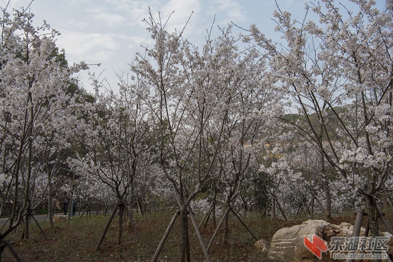 DSC_8439_副本.jpg