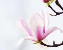 玉兰花.jpg