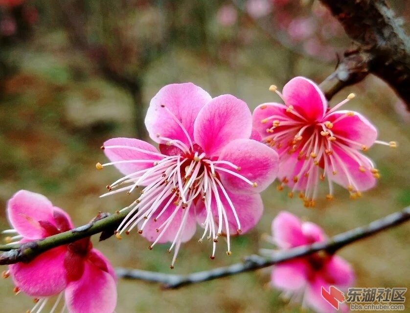红梅花.jpg