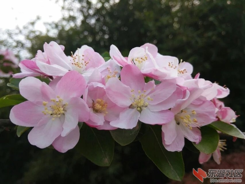 春花烂漫15.jpg