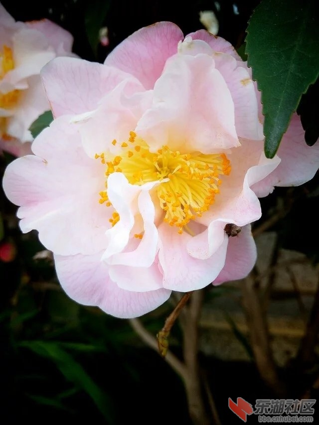 春花烂漫18.jpg