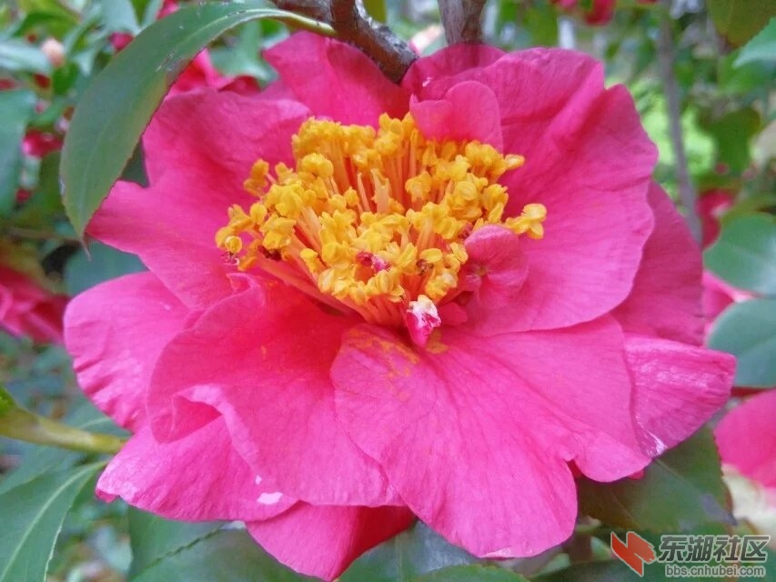 春花烂漫16.jpg