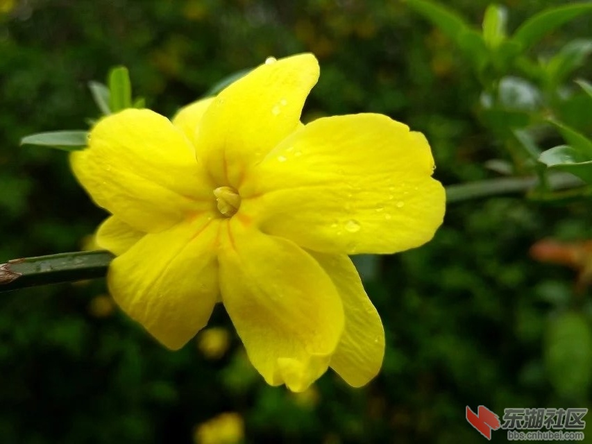 春花烂漫21.jpg