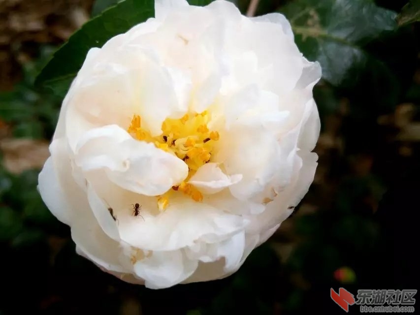 白茶花.jpg
