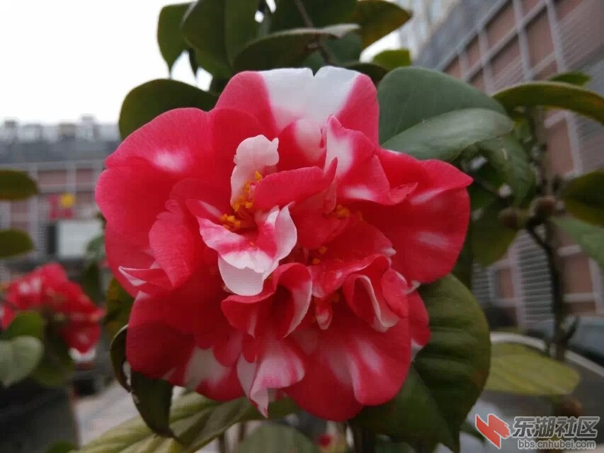 茶花.1.jpg