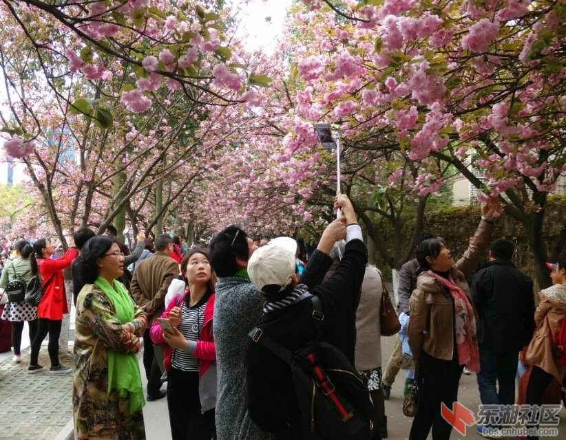 樱花节3.jpg