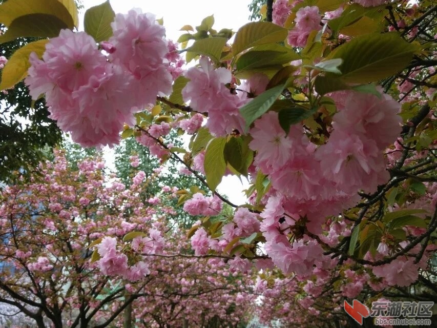 樱花节7.jpg