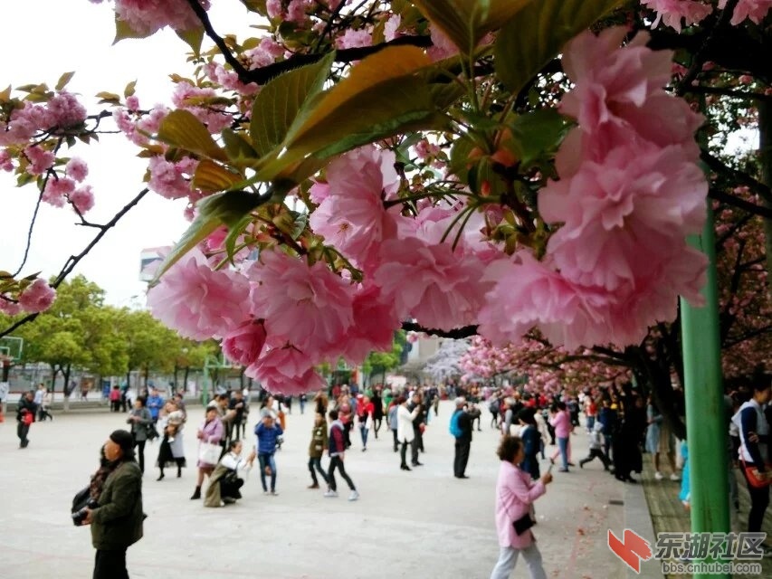 樱花节9.jpg