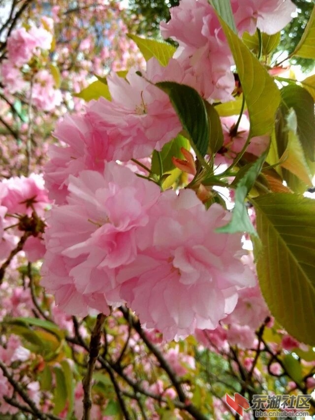 樱花节8.jpg