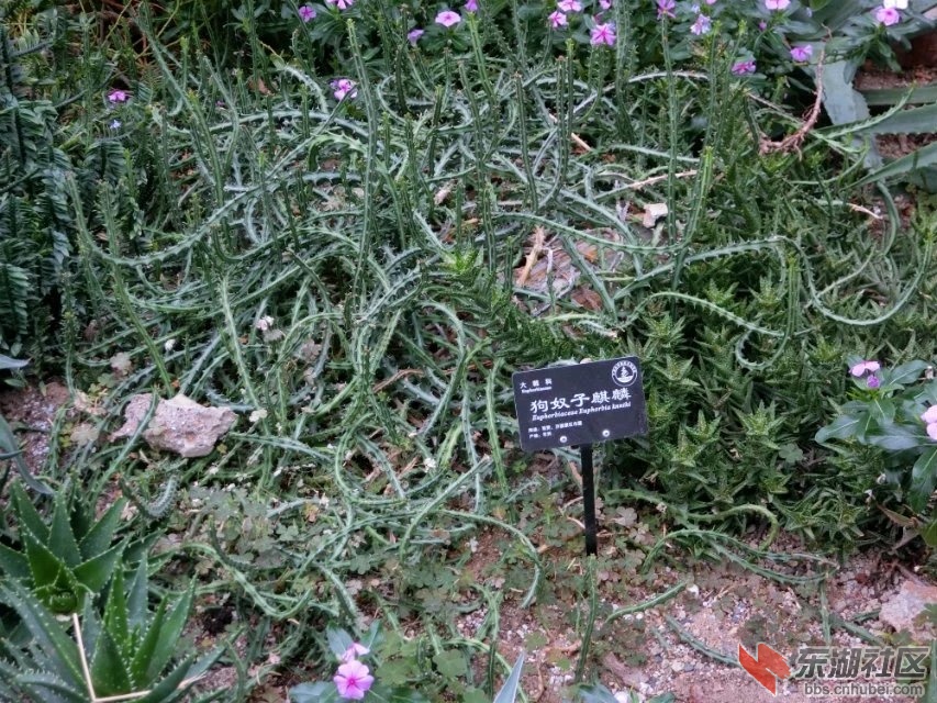 CIMG9444.jpg