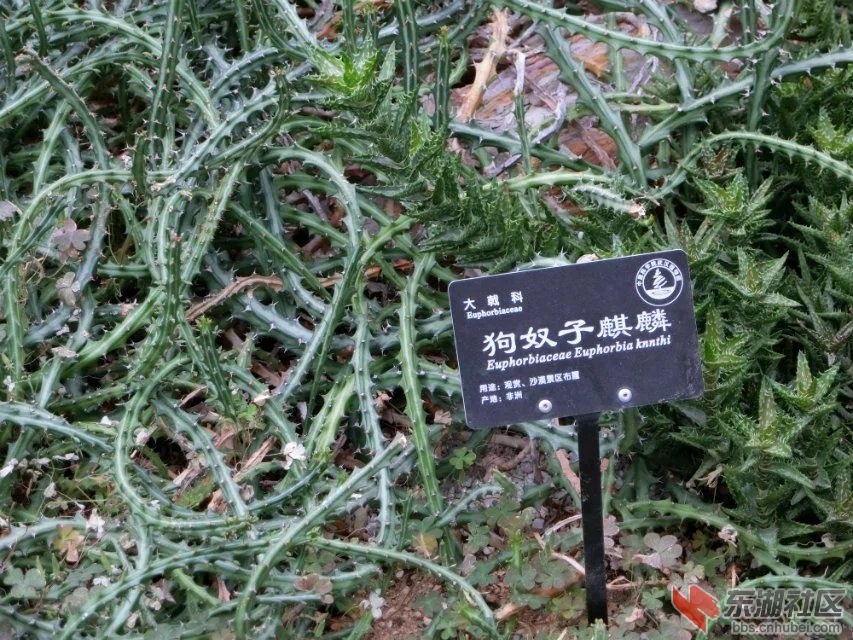 CIMG9445.jpg