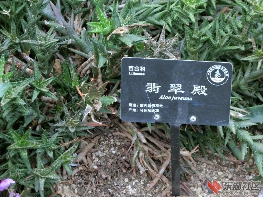 CIMG9446.jpg
