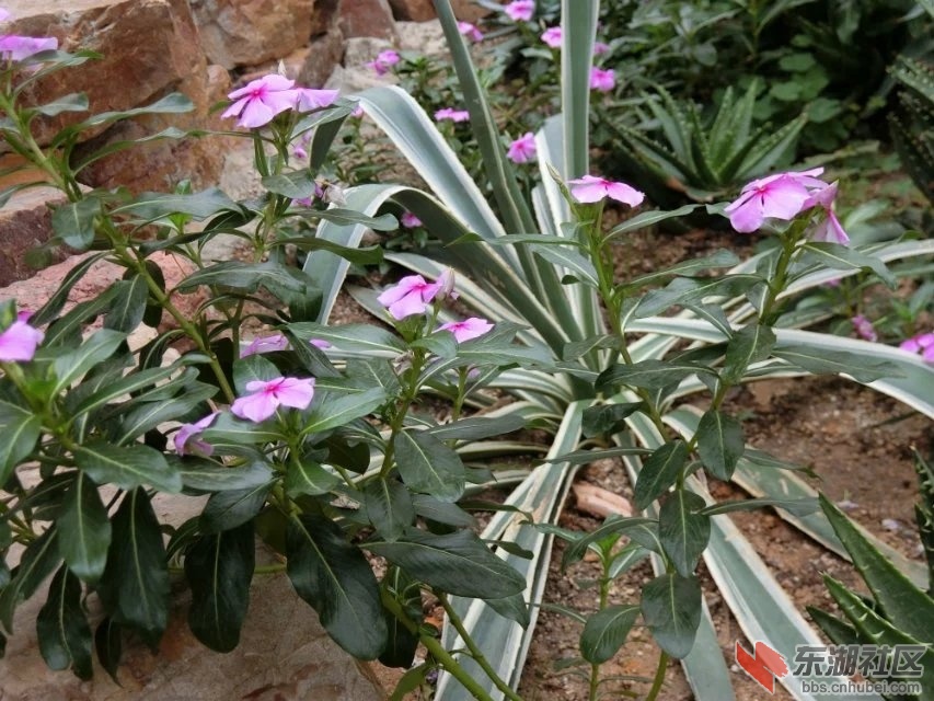 CIMG9449.jpg