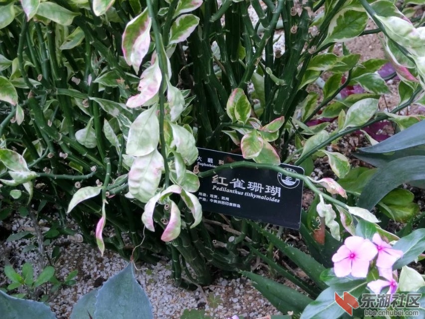 CIMG9451.jpg
