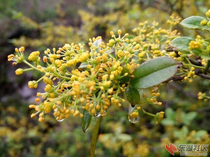 花椒花2.jpg