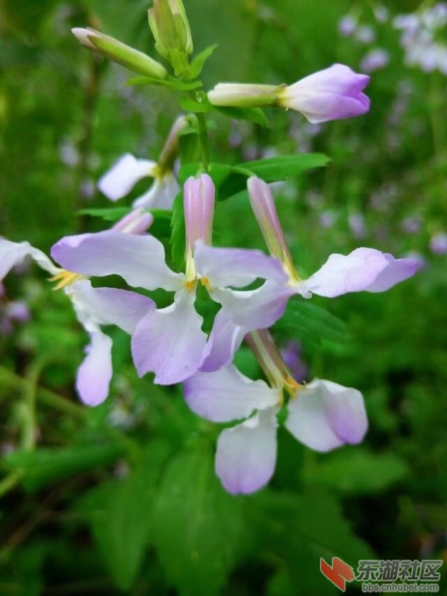 路边花.jpg
