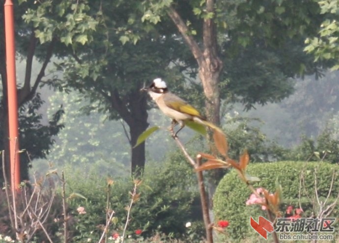清晨鸟语.jpg