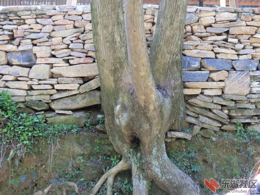 CIMG1584.jpg