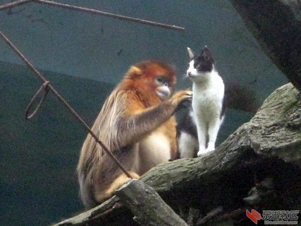 AAA猴猫2.jpg