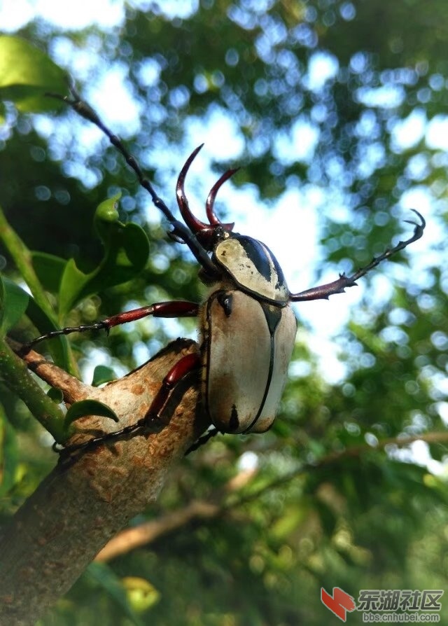 甲虫1.jpg