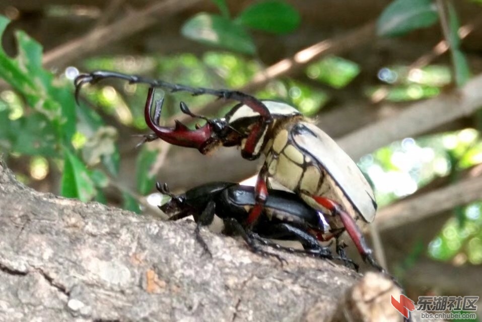 甲虫4.jpg
