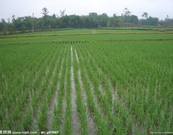 t01fcf7937fc0366333.jpg