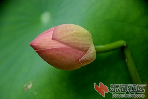 华科大荷花