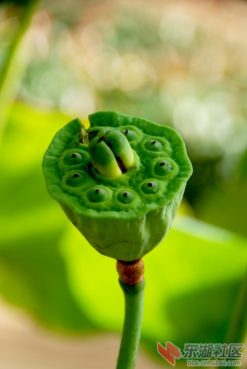 华科大荷花