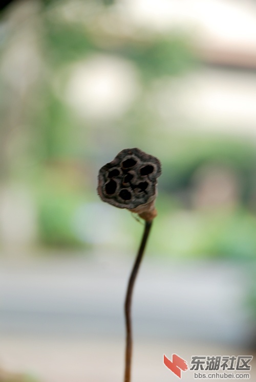 华科大荷花