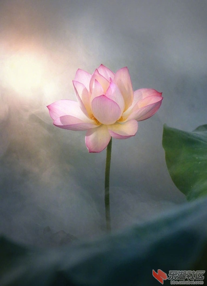 02荷花.jpg