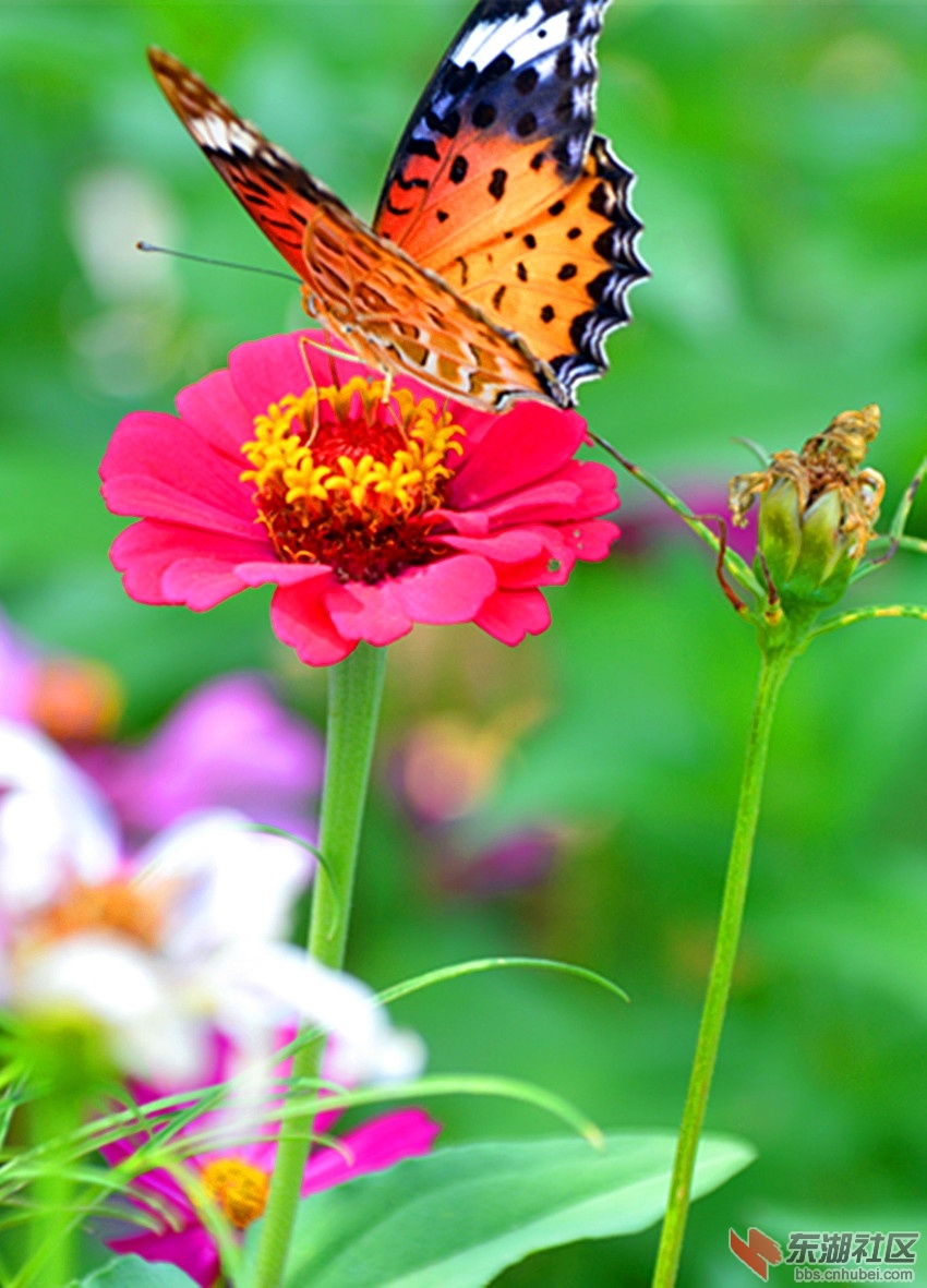 DSC_0019_1.jpg