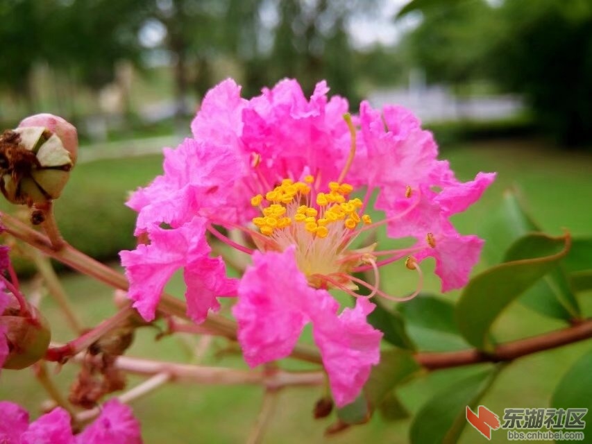 花2.jpg