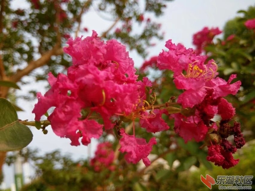 花3.jpg