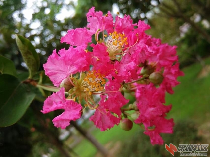花4.jpg