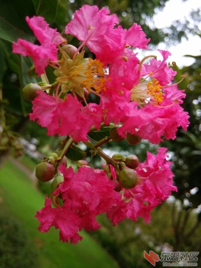 花7.jpg