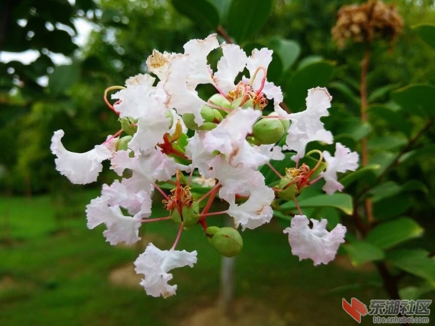 花5.jpg