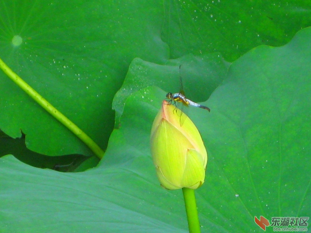 AAA荷花蜻蜓B.jpg