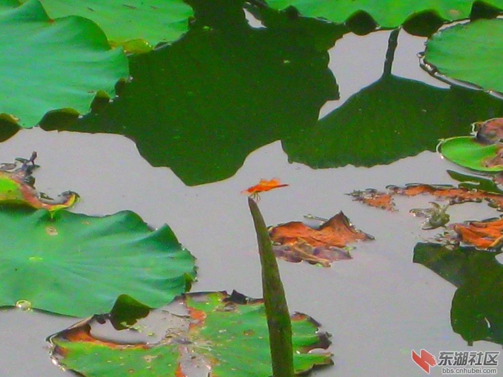 AAA荷花蜻蜓1.jpg