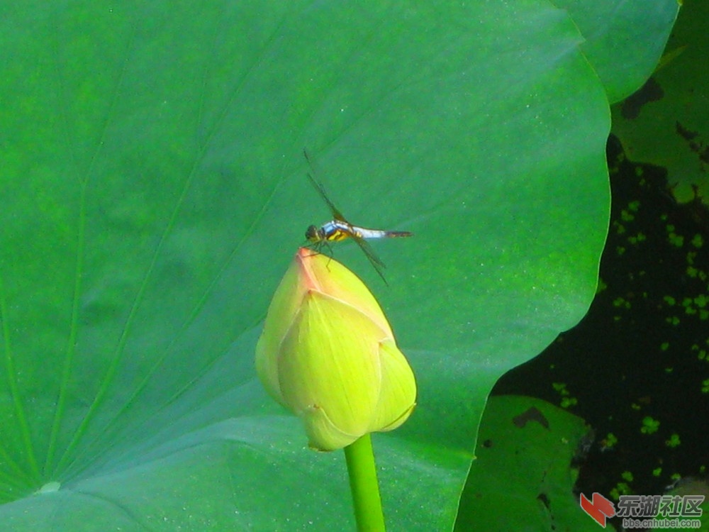 AAA荷花蜻蜓A.jpg