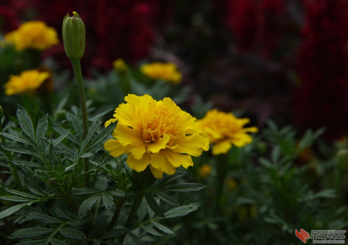 IMGP1153.jpg