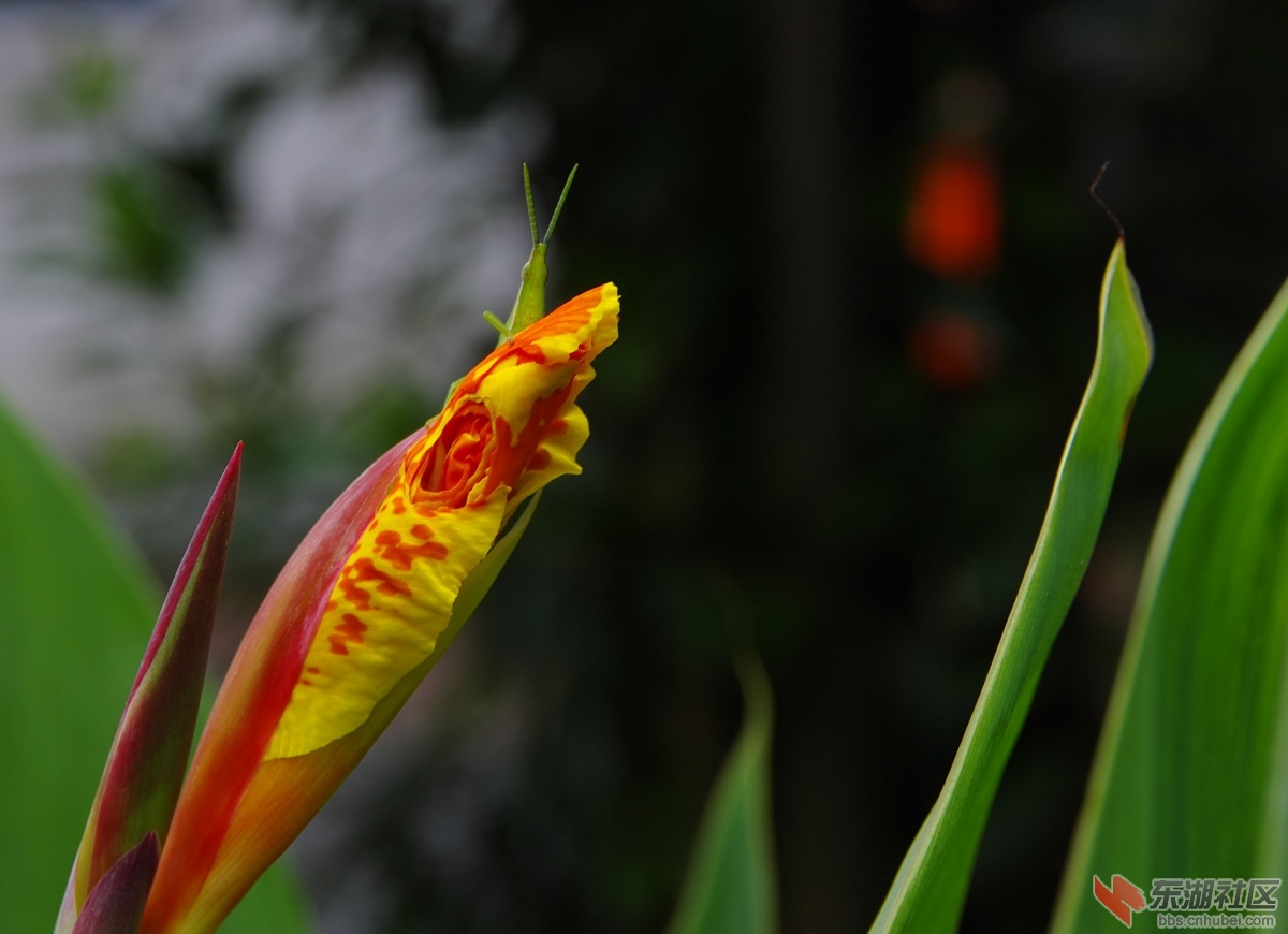 IMGP1229.jpg